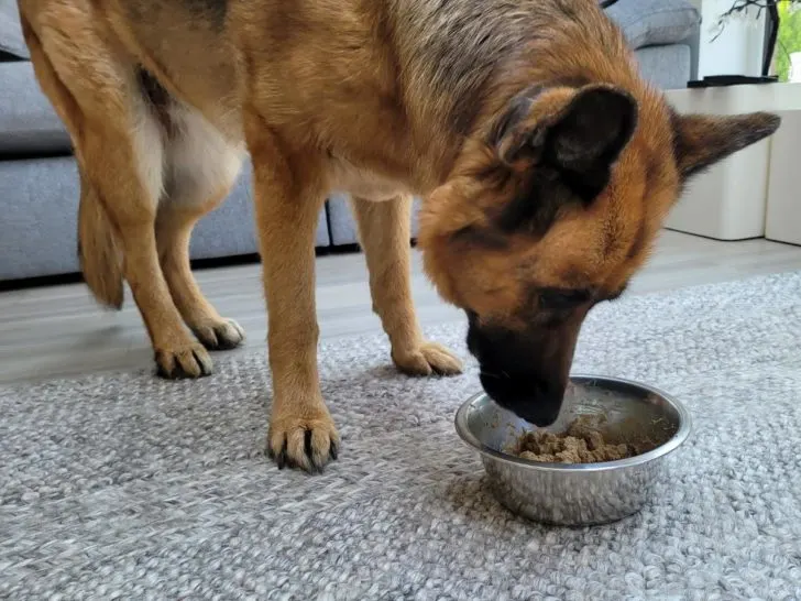 Adding Water To Dry Dog Food. A dog eating dry food with added water.
