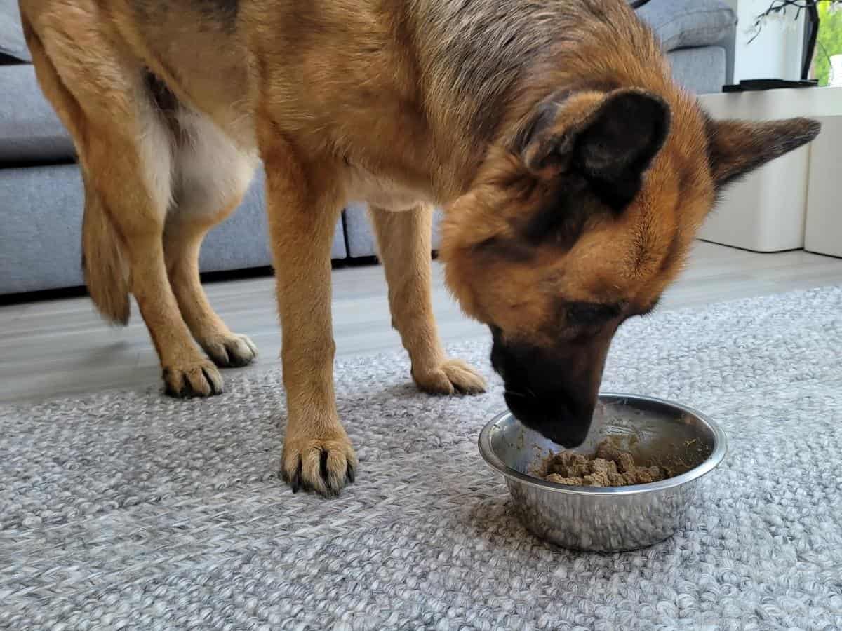 A dog eating dry food with water.