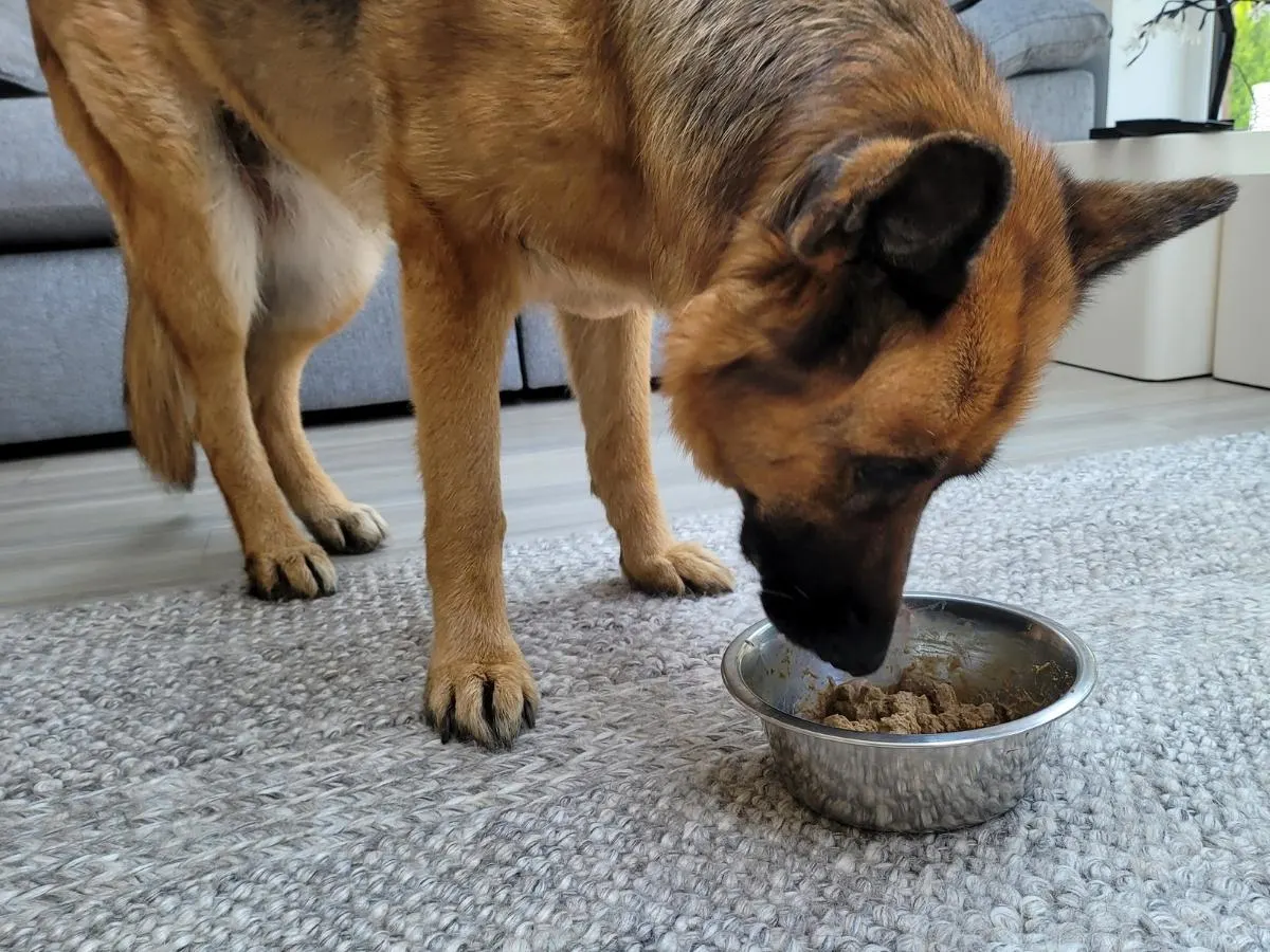 Do Dogs Like The Taste of Dog Food? A dog eating a bowl of dog food.