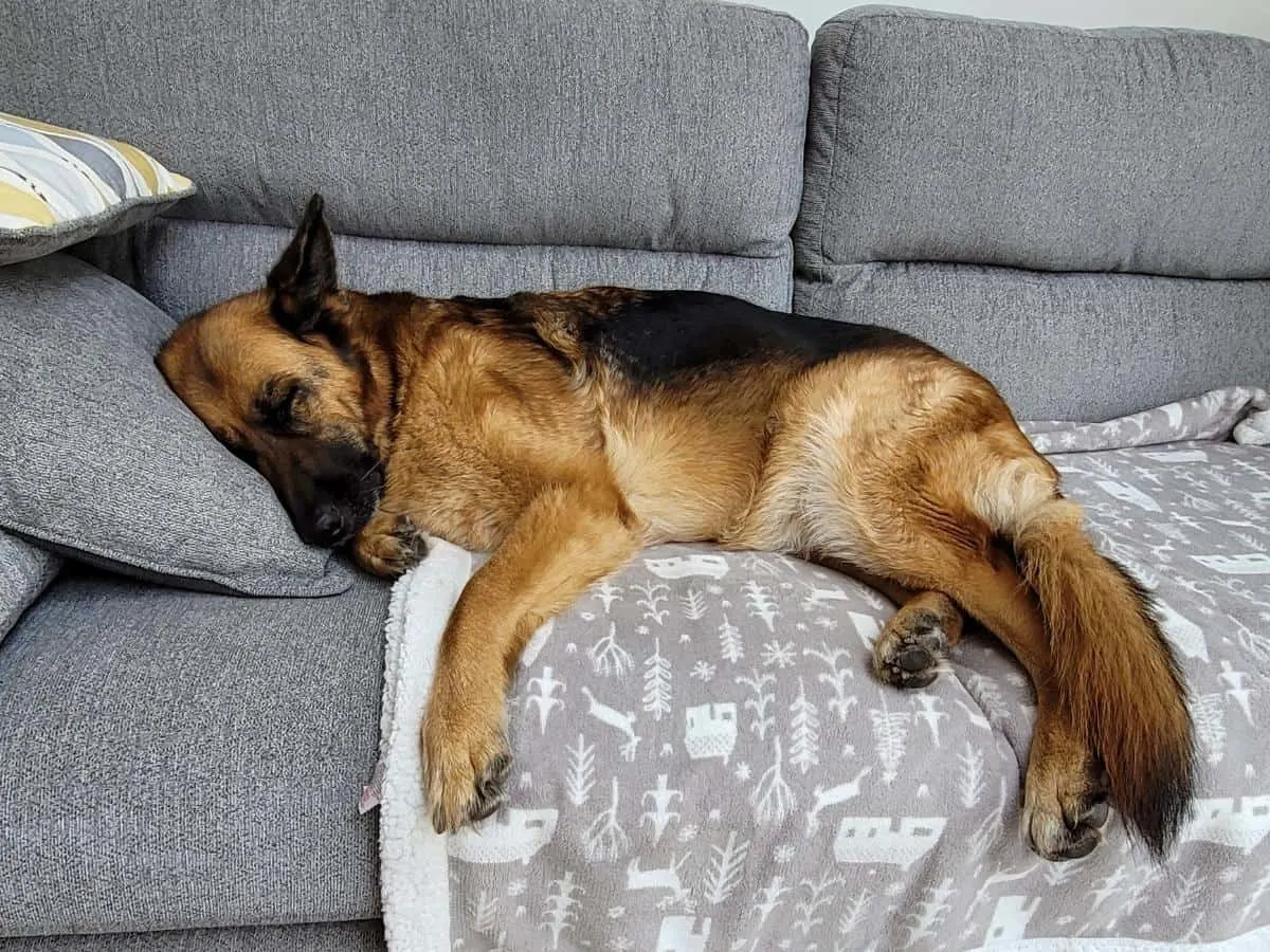 GSD Sleeping on Couch