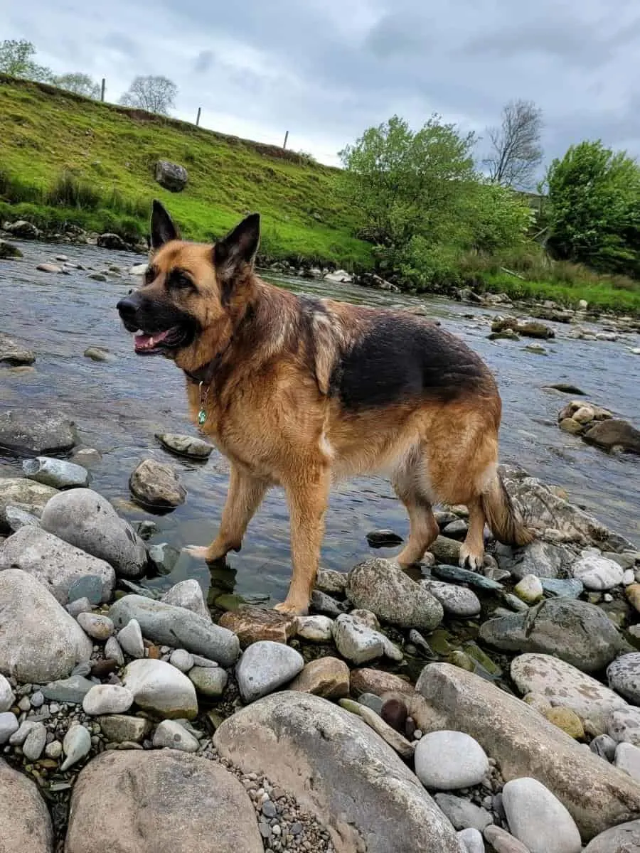 Purebred German Shepherd In River