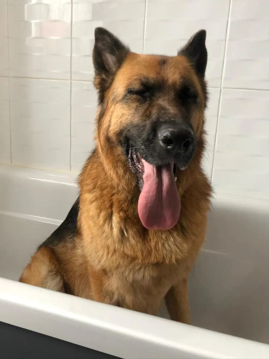 German Shepherd In The Bath. Should you bathe your GSD?