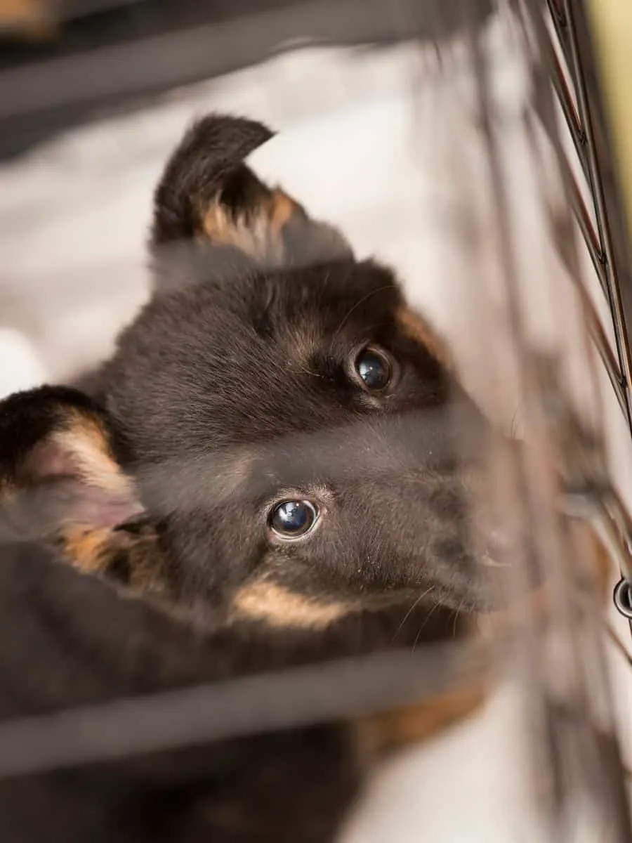 German Shepherd Puppy In Crate