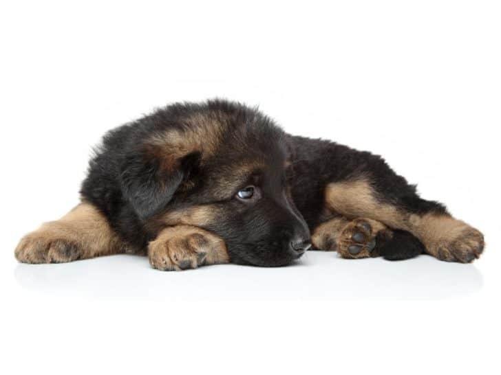 How Long Can German Shepherds Be Left Alone? Guilt-Free Guide