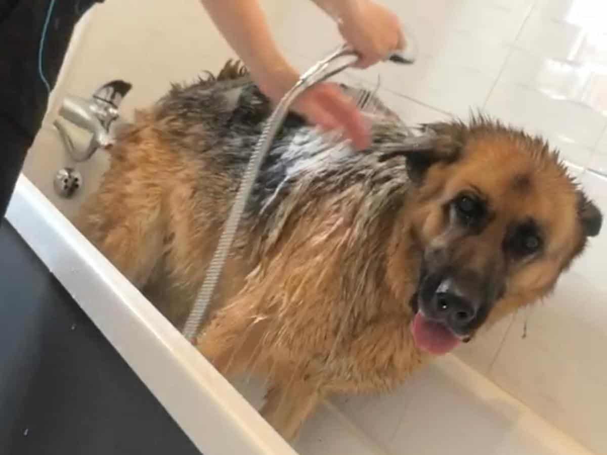 How Often Should You Bathe a German Shepherd? A GSD in the bath.