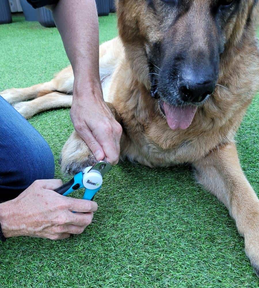 How To Trim GSD Nails