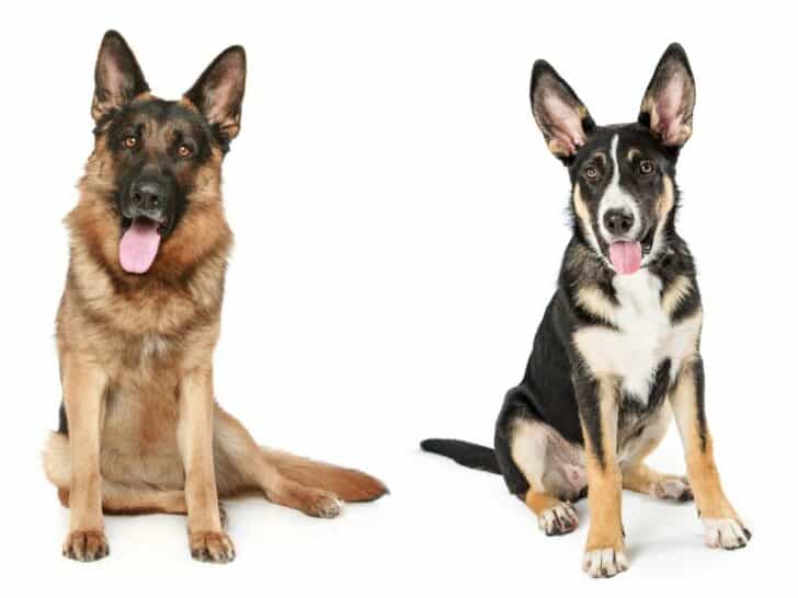 Purebred German Shepherd vs Mix. A purebred GSD sitting next to a GSD mix.