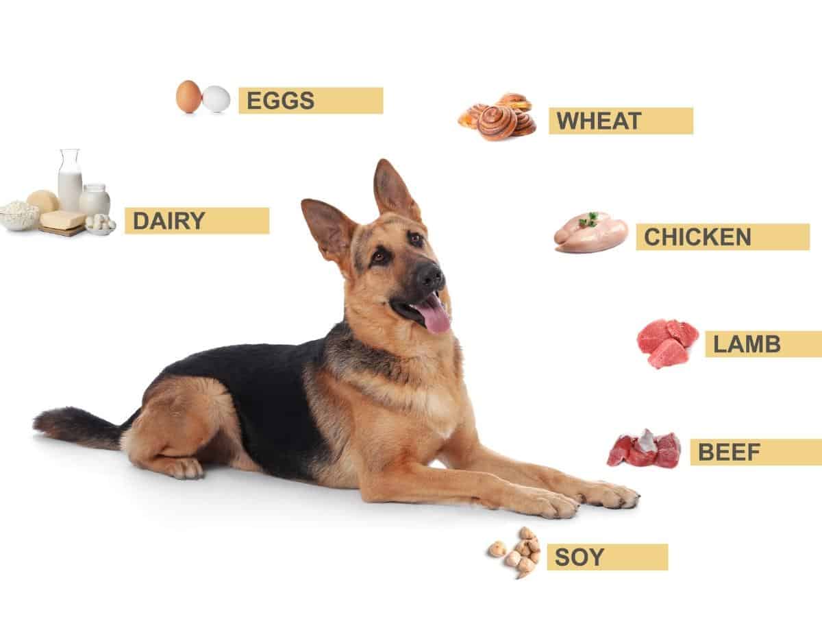 Should GSDs Eat Grain Free? A GSD with lots of different foods.