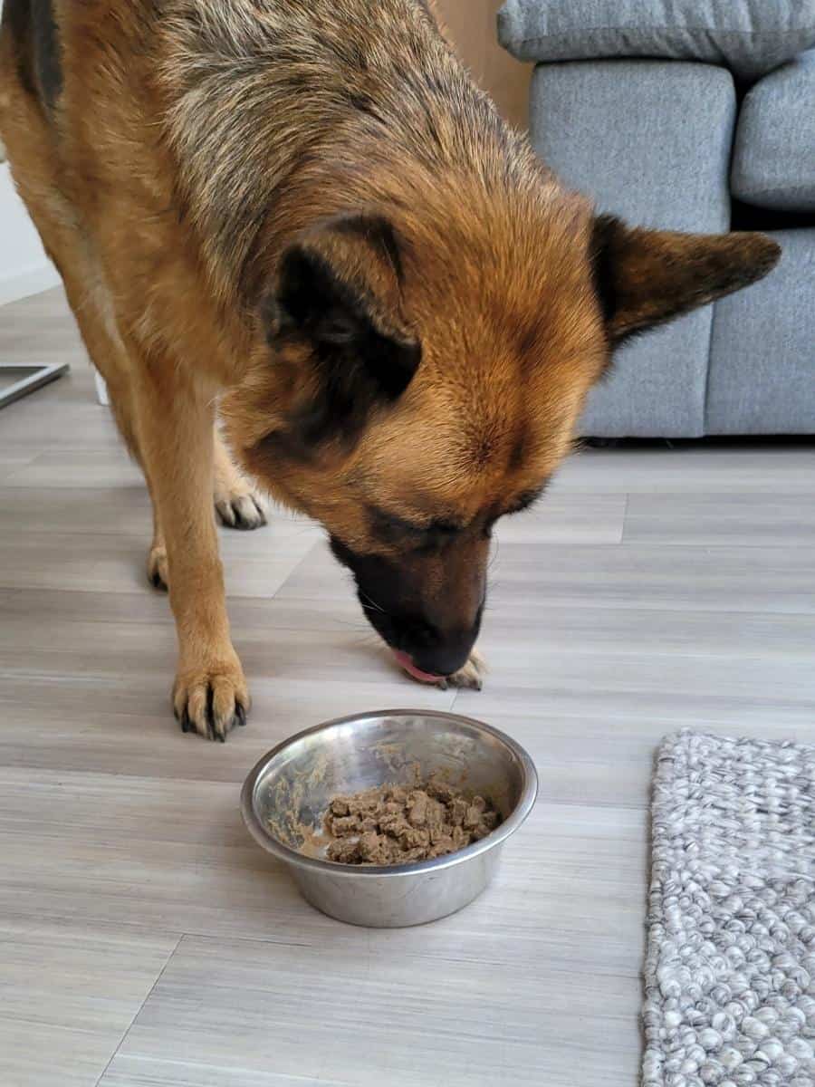 A Dog eating a bowl of kibble with water added to it.