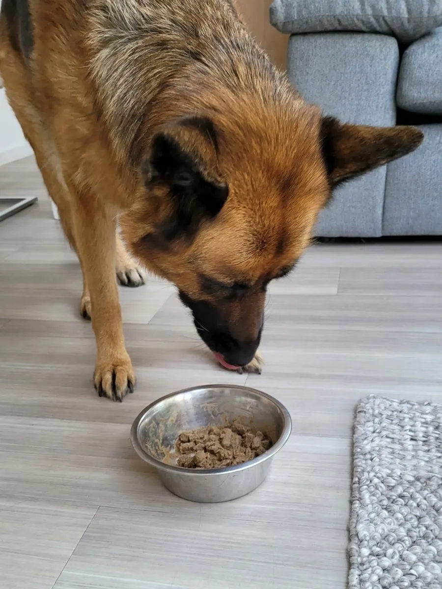 Should I Add Water To My Dog's Dry Food? A Dog eating a bowl of kibble with water added to it.