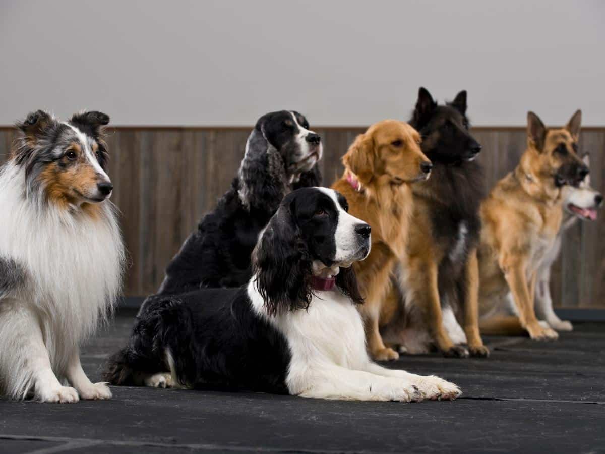 Are Dog Training Classes Worth It? A group of dogs at obedience class.