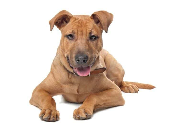 Are Mixed Breed Dogs More Expensive? A gorgeous looking brown mixed breed dog.