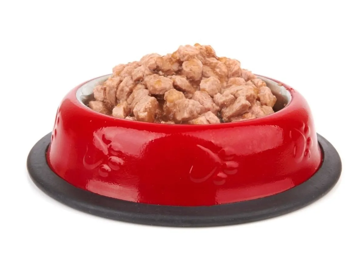 What is the Difference Between Cheap and Expensive Dog Food? Bowl of Wet Dog Food.
