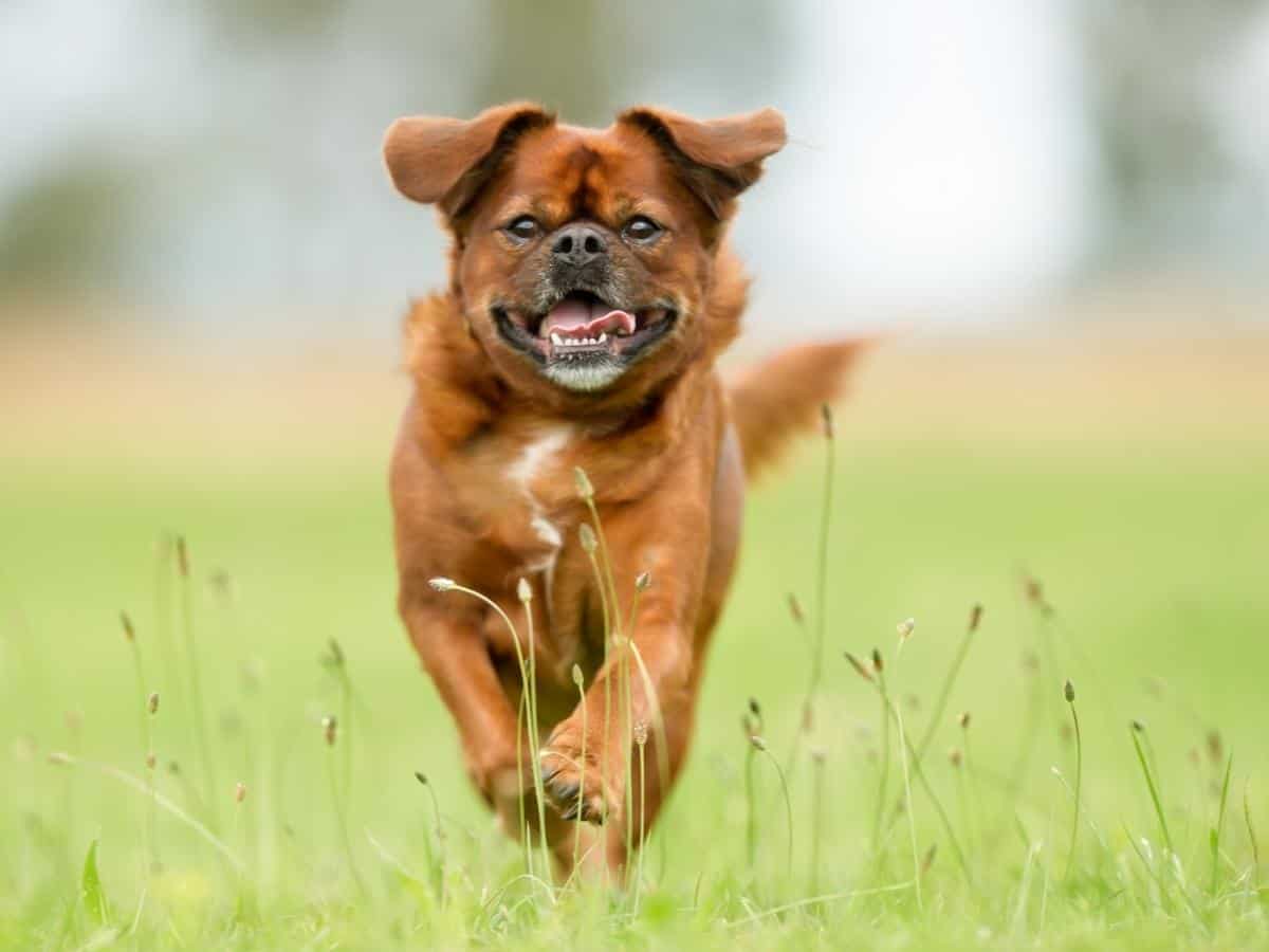 Brown Mixed Breed Dog Running