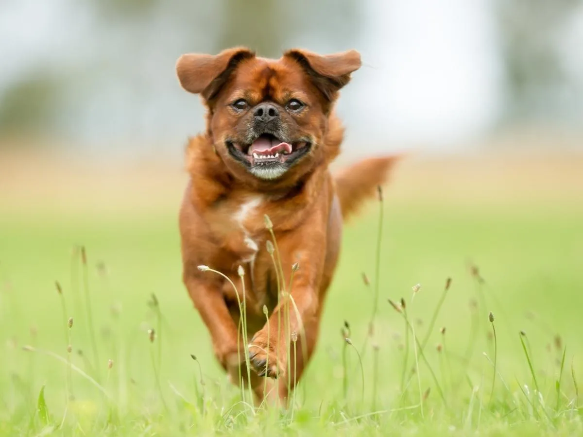 Brown Mixed Breed Dog Running