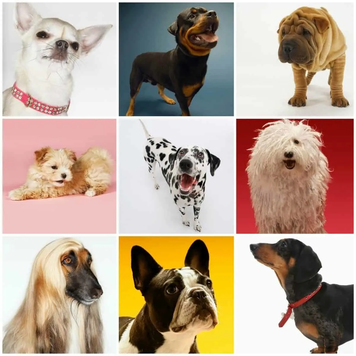 Collage of Various Dogs