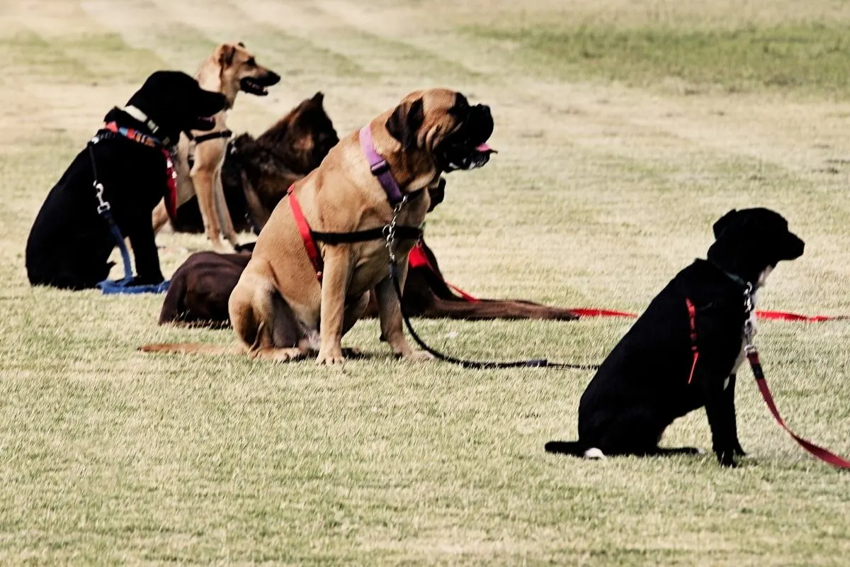 Dog Obedience Class. Are Dog Training Classes Worth The Money?