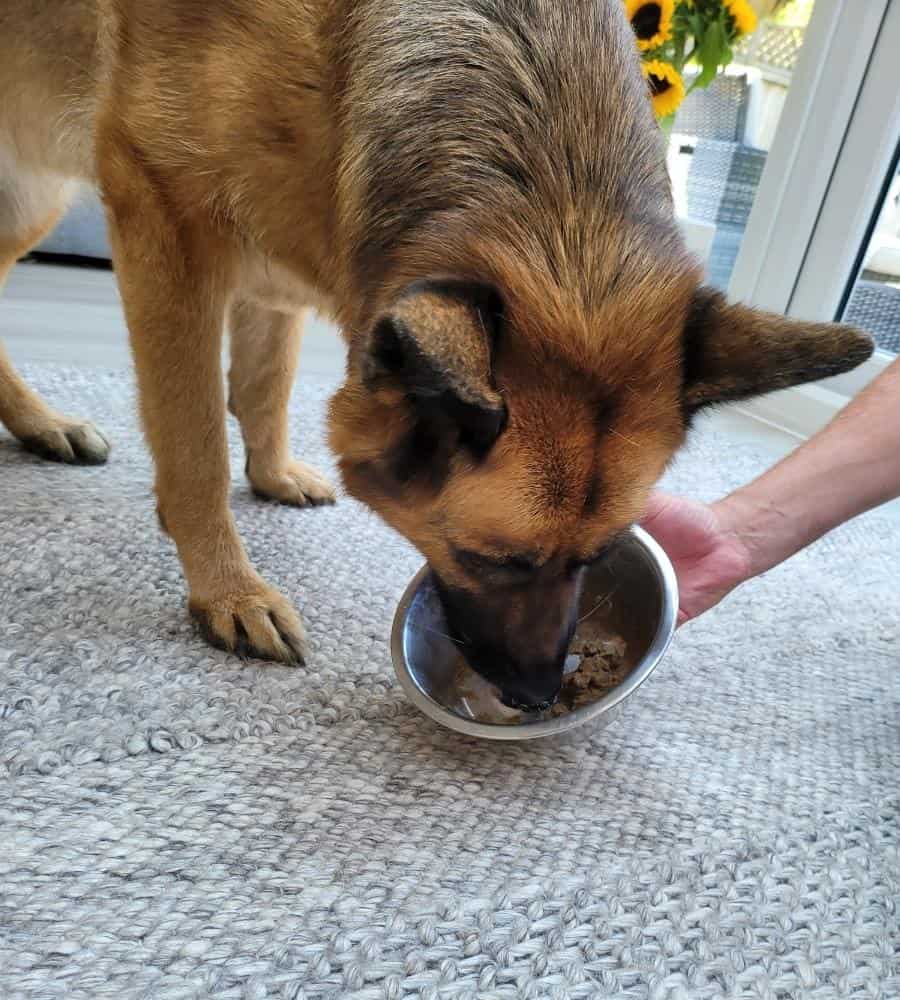 German Shepherd Eating Mix of Dry and Wet Food From Bowl