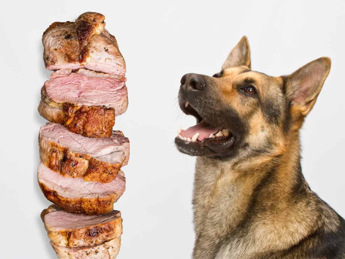 German Shepherd Homemade Dog Food. A GSD looking at some cooked meat.