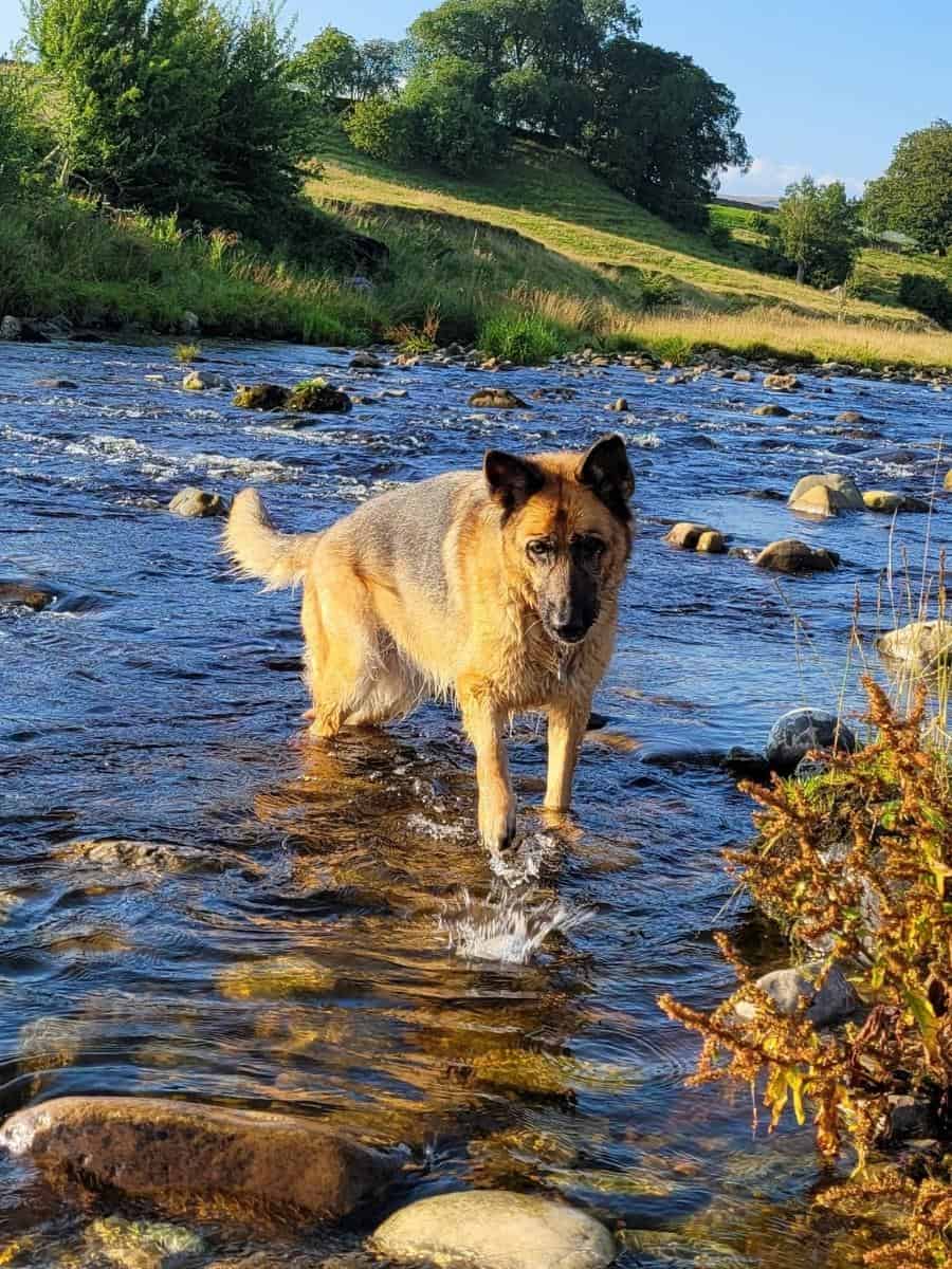 German Shepherd In River