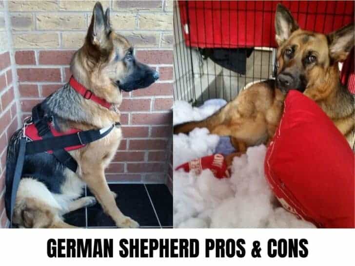 German Shepherd Pros & Cons. A GSD guarding next to a destructive GSD.