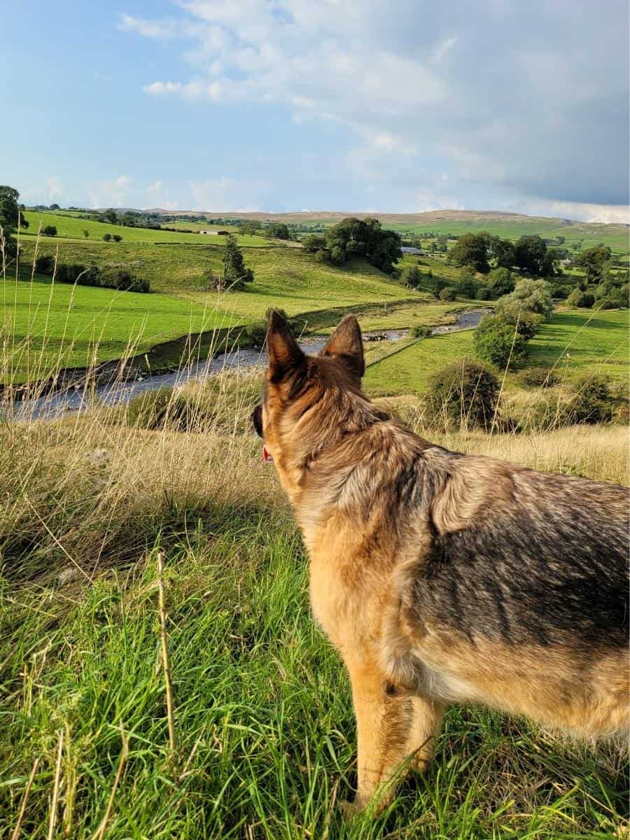 German Shepherd on a Hike