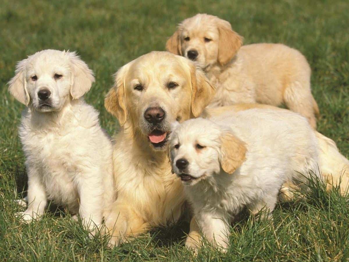 Golden Retriever With Her Pups. Golden Retrievers are Good Family Dogs.