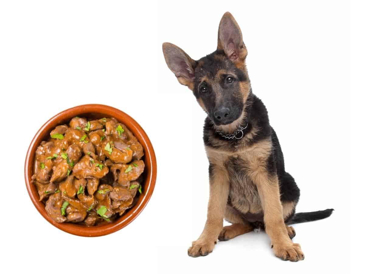 Homemade German Shepherd Food. A German Shepherd Puppy with a bowl of homemade dog food.