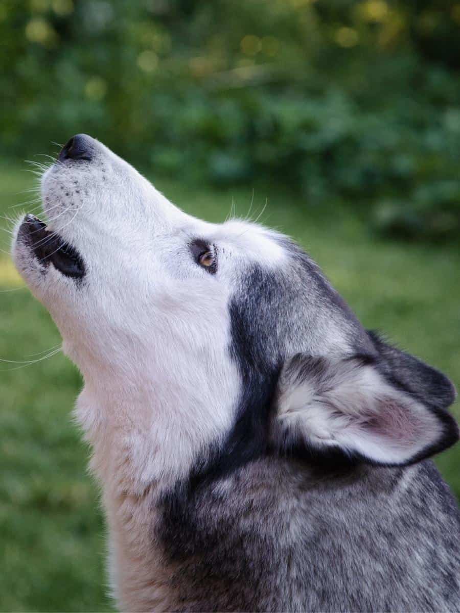 Husky Howling. What Are the Pros and Cons of a Husky?
