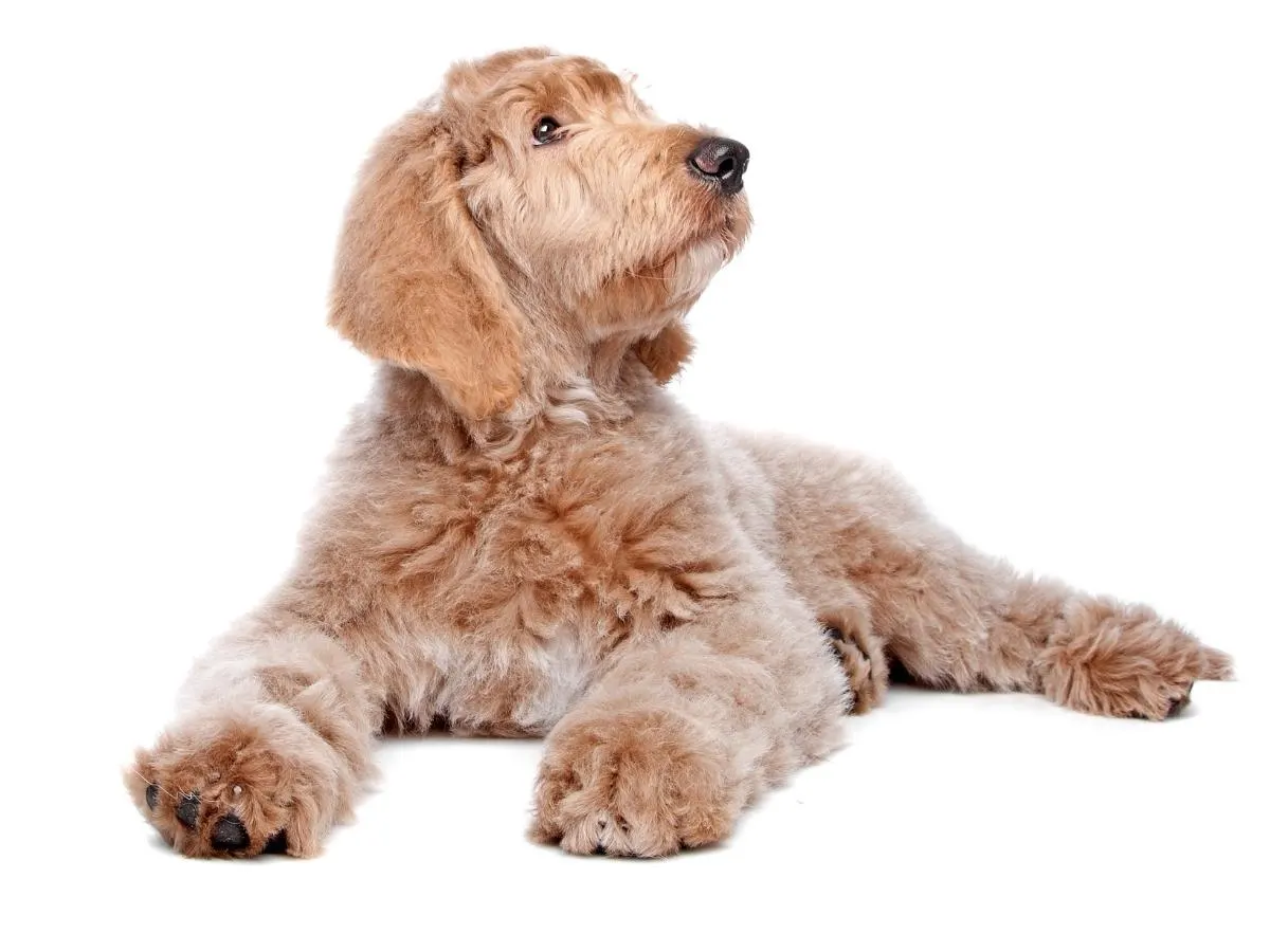 Labradoodle. What Are the Pros and Cons of a Labradoodle?