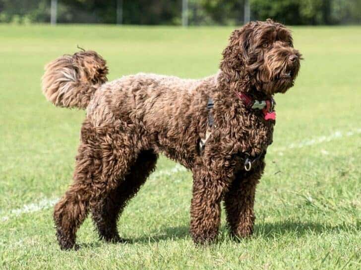 Labradoodle Pros and Cons. A Brown Labradoodle.