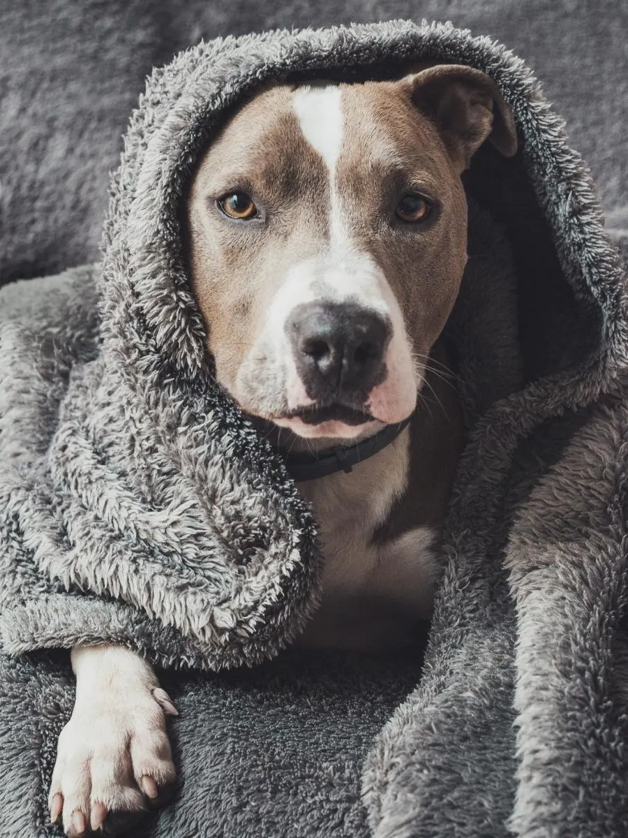 Pitbull Wrapped In a Towel. What Does Pitbull Heat Cycle Mean?