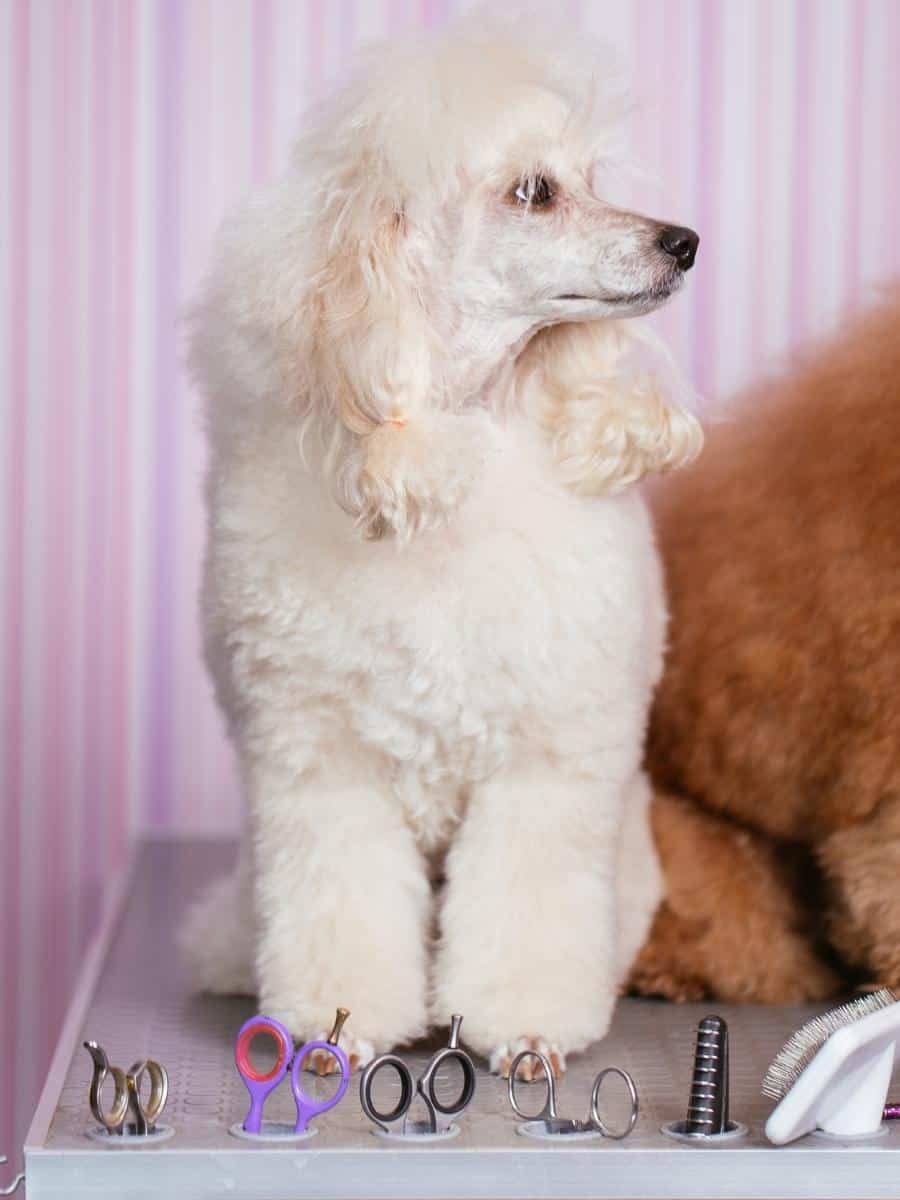 A Poodle being groomed.