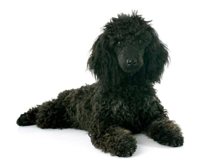 Poodle Pros and Cons: 12 Things To Consider Before Buying