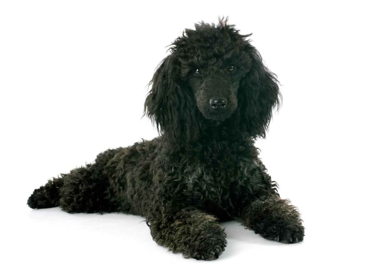 A black standard Poodle puppy.