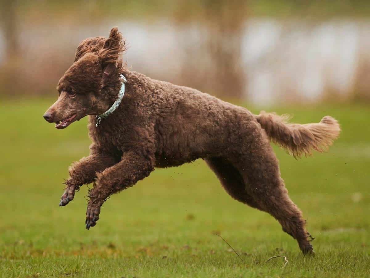 Poodle Running on a grassland