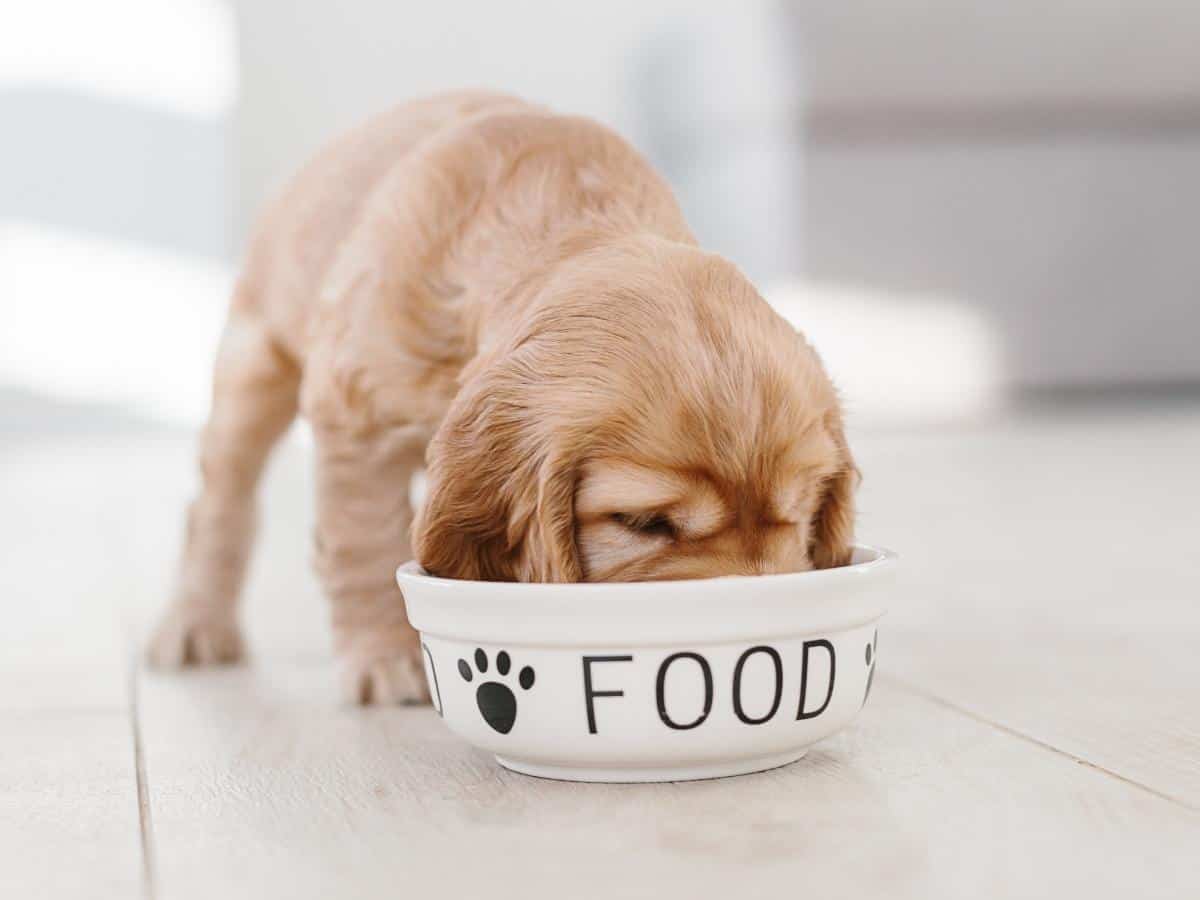Puppy Eating Dog Food From Bowl