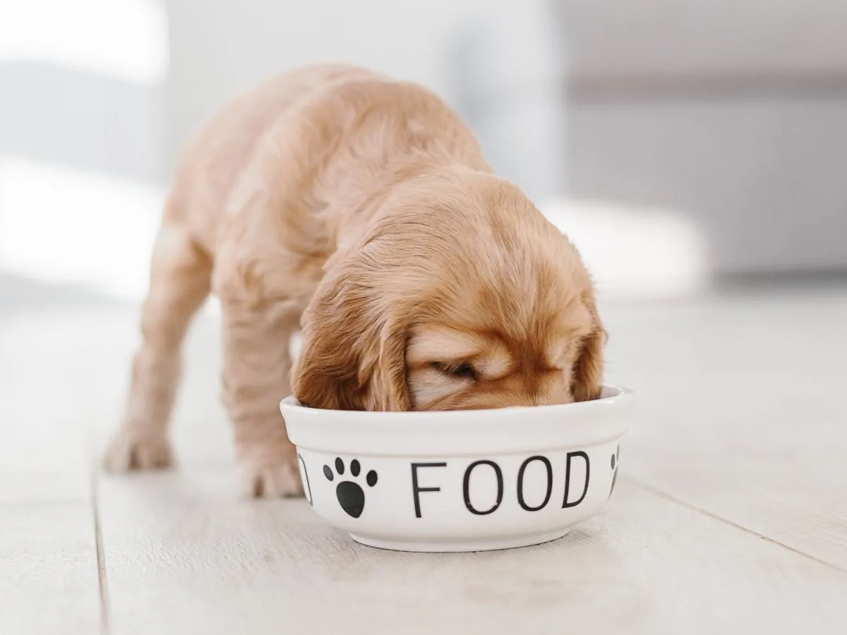 Puppy Eating Dog Food From Bowl