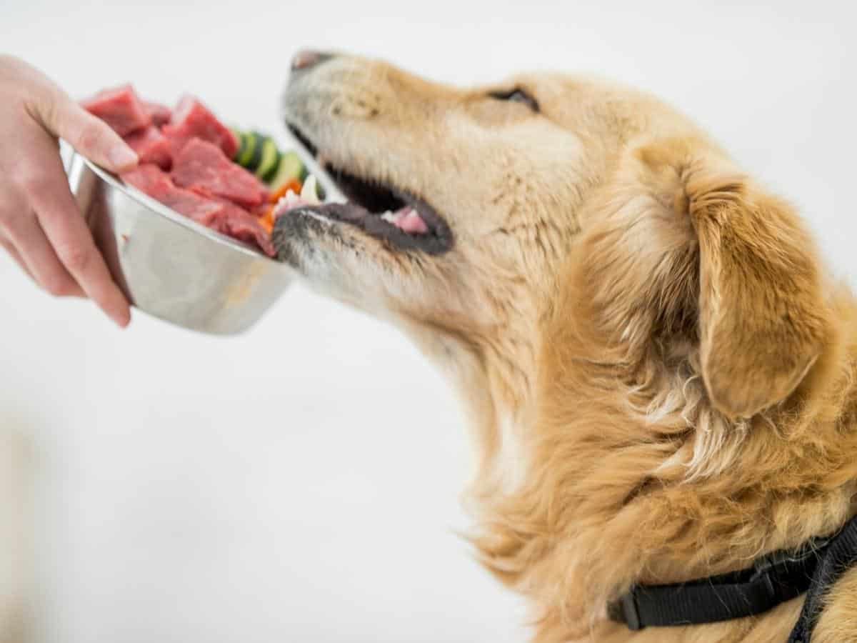 Raw Diet Cost For Dogs. A dog eating a bowl of raw food.