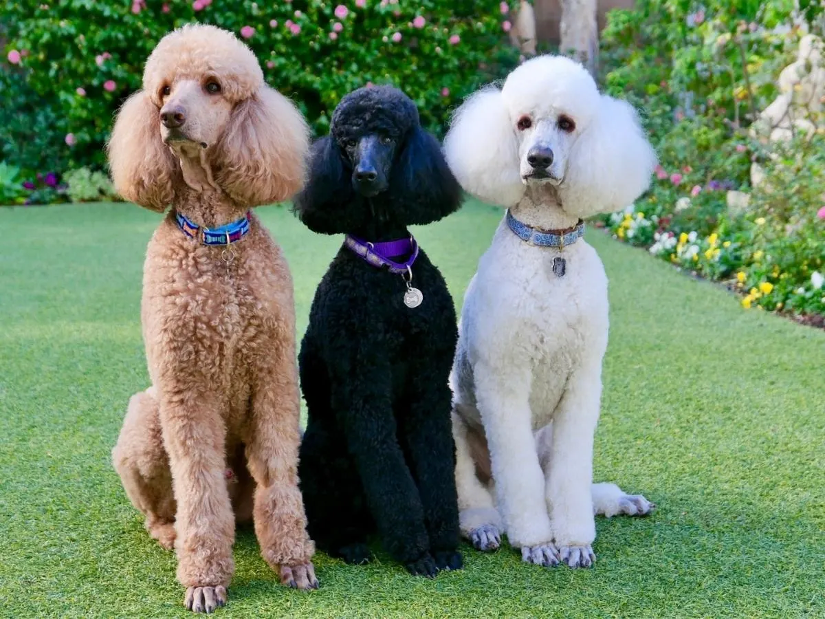 Three Poodles - all Different Colors. A black, brown, and white Poodle - all sitting.