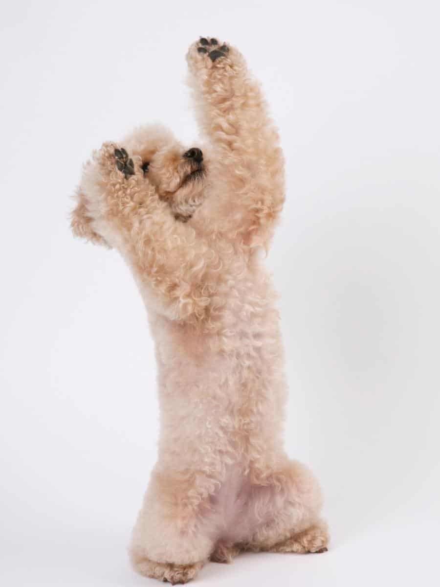 Toy Poodle on Hind Legs