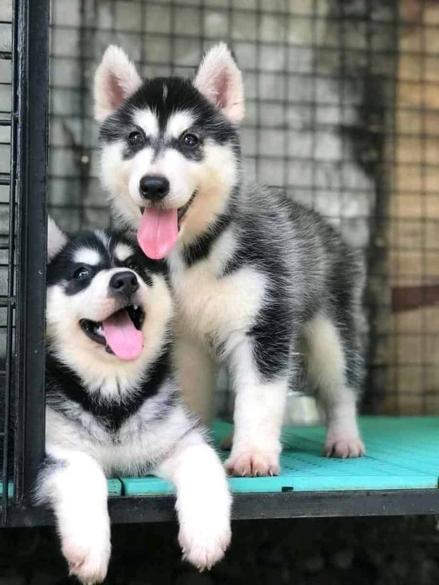 Two Husky Puppies. Advantages and disadvantages of Huskies.