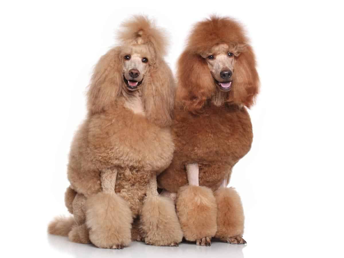 Two Poodles Clipped and sitting next to each other