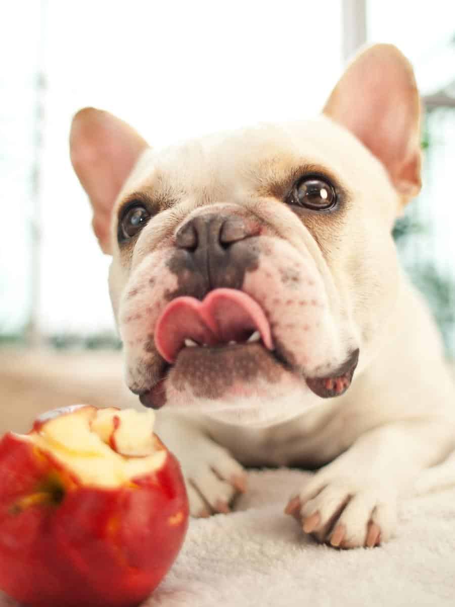Can Dogs Eat Apple? A French Bulldog with an apple.