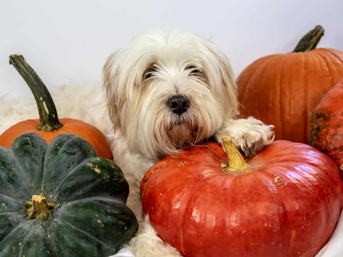 Can Dogs Eat Pumpkin? A dog with pumpkins.