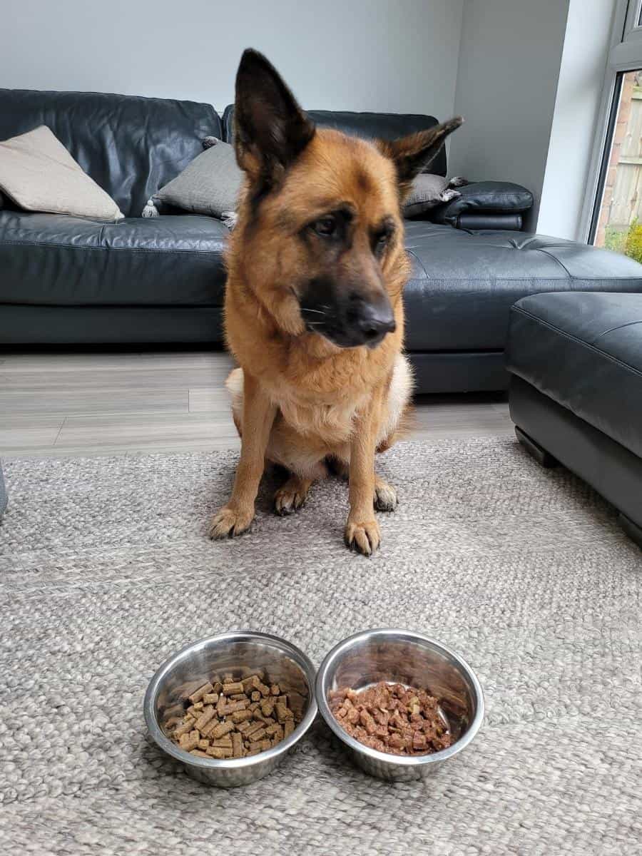 Do Dogs Get Bored of The Same Food? A GSD Looking Disinterested in Its Food
