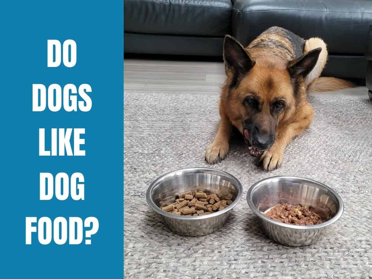 Do Dogs Like Dog Food?
