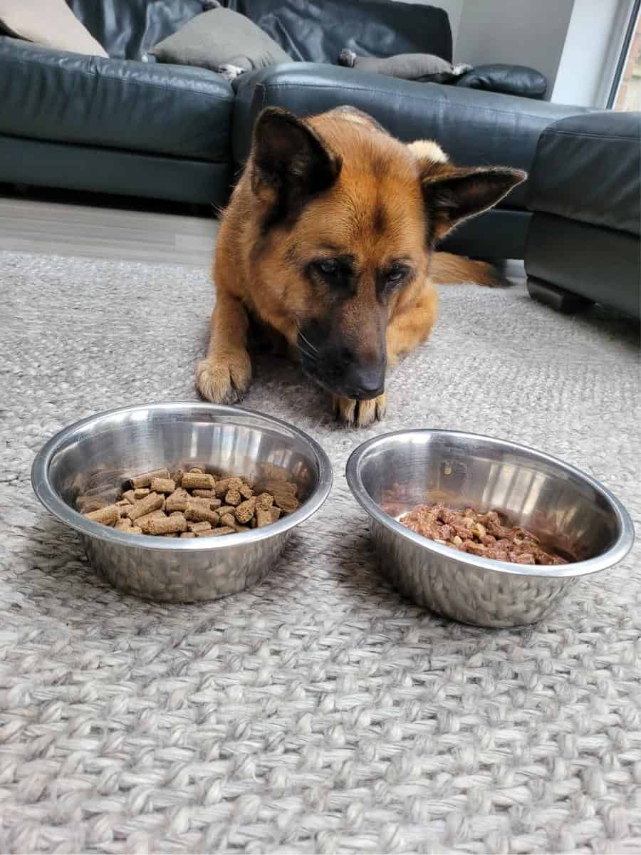 Dog With Bowl of Dry Food and Bowl of Wet Food