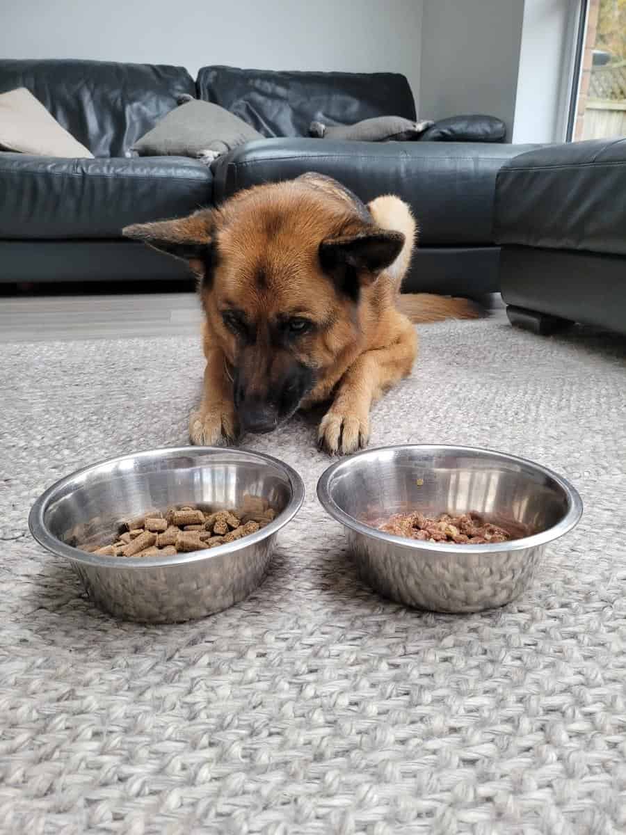 Dog With Bowl of Wet Food and Bowl of Dry