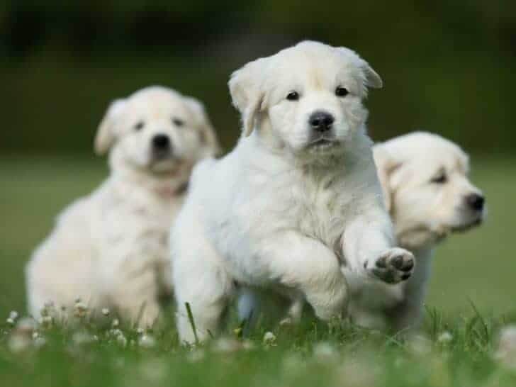 Golden Retriever Puppy Training Schedule. Golden Retriever Puppies